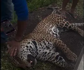 Onça-pintada é encontrada morta após atropelamento na BR-070 Caso ocorreu entre Primavera do Leste e General Carneiro e não há registro oficial do incidente